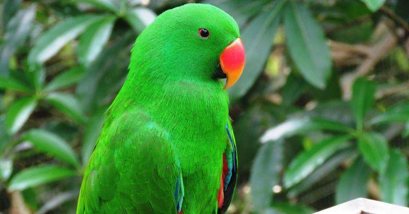 250 Nama Burung Lucu Jerman Inisial A-M, Unik Banget